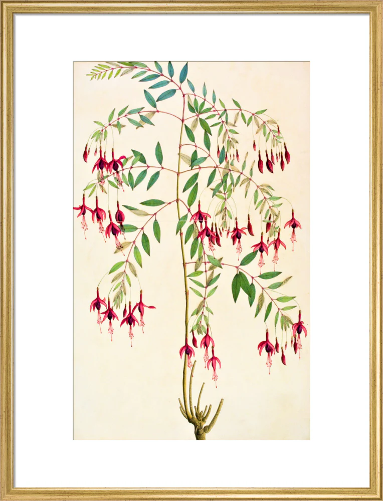Fuschia Magellanica - The Dapuri Collection - Image 15