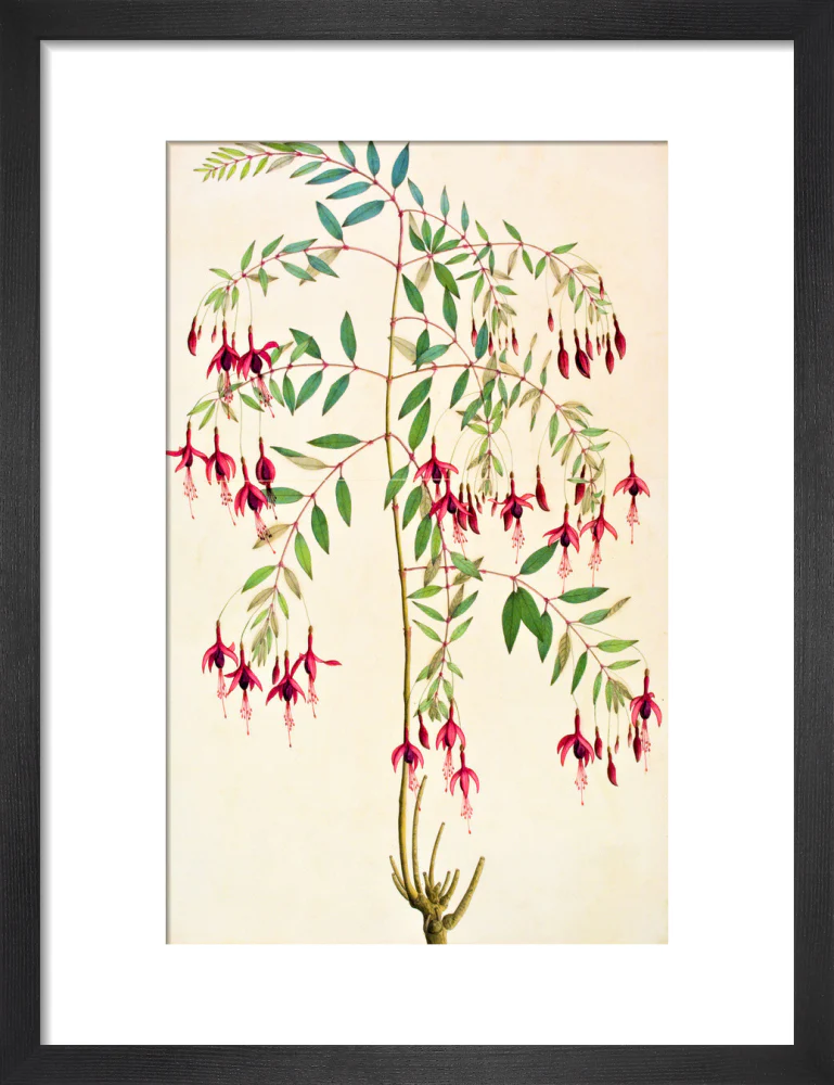 Fuschia Magellanica - The Dapuri Collection - Image 3