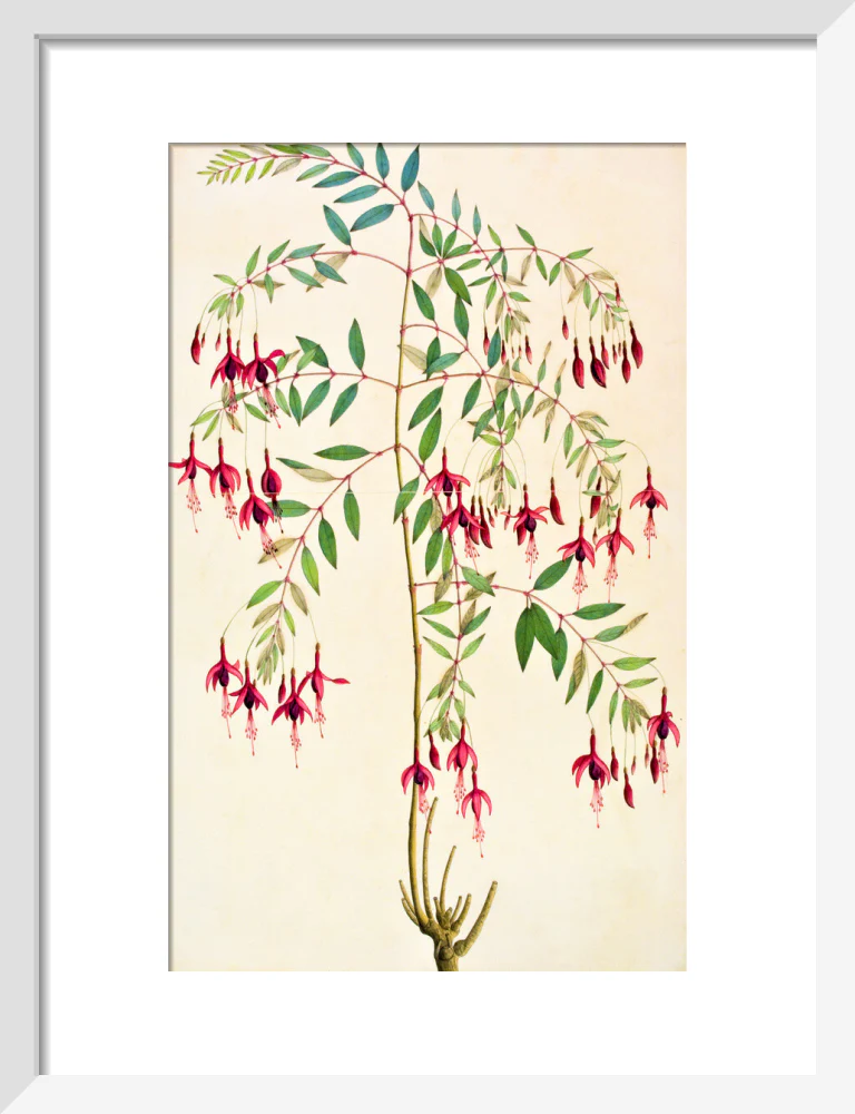 Fuschia Magellanica - The Dapuri Collection - Image 4