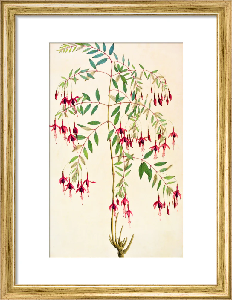 Fuschia Magellanica - The Dapuri Collection - Image 5