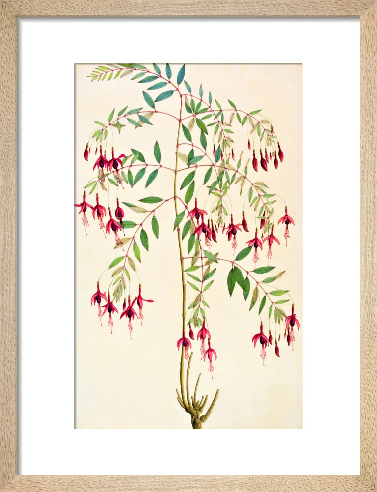 Fuschia Magellanica - The Dapuri Collection - Image 6