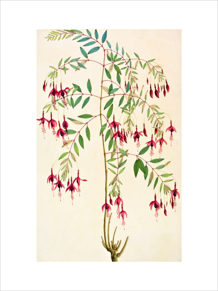 Fuschia Magellanica - The Dapuri Collection - Image 7