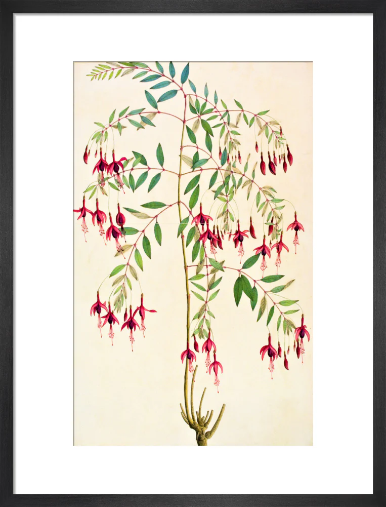 Fuschia Magellanica - The Dapuri Collection - Image 8