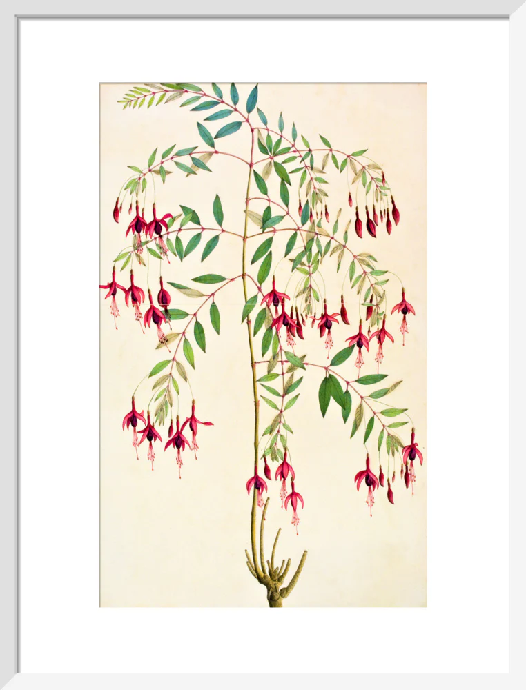Fuschia Magellanica - The Dapuri Collection - Image 9