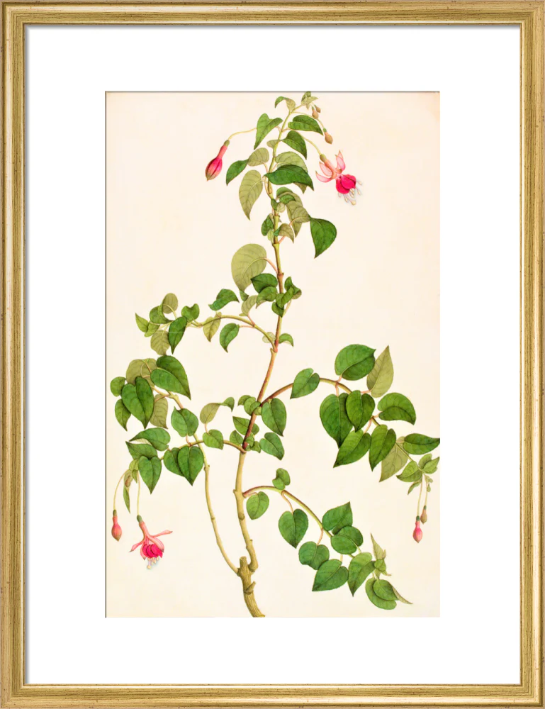 Fuschia - The Dapuri Collection - Image 10