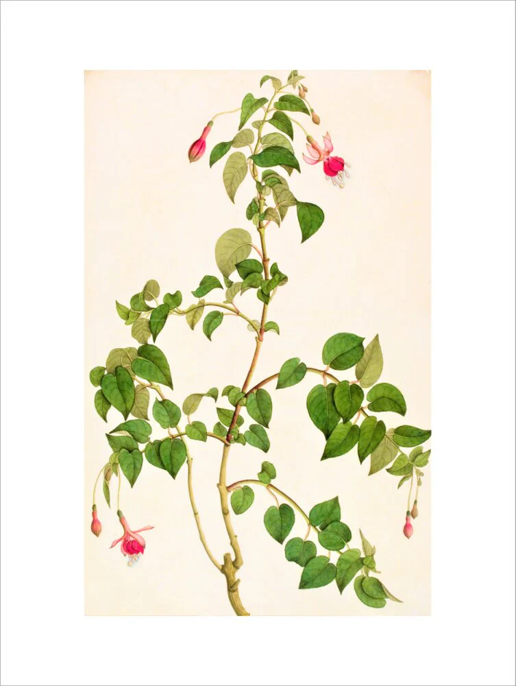 Fuschia - The Dapuri Collection - Image 12
