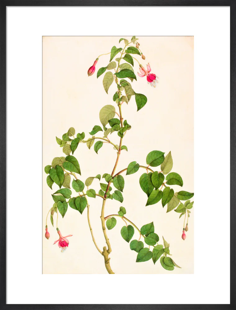 Fuschia - The Dapuri Collection - Image 13