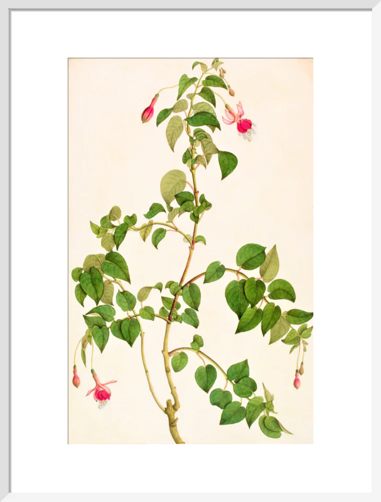 Fuschia - The Dapuri Collection - Image 14
