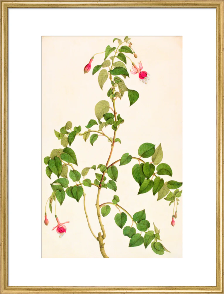 Fuschia - The Dapuri Collection - Image 15