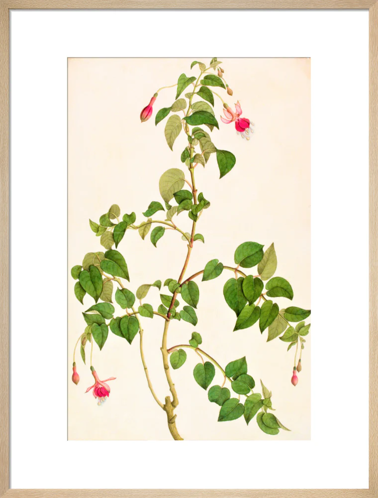 Fuschia - The Dapuri Collection - Image 16