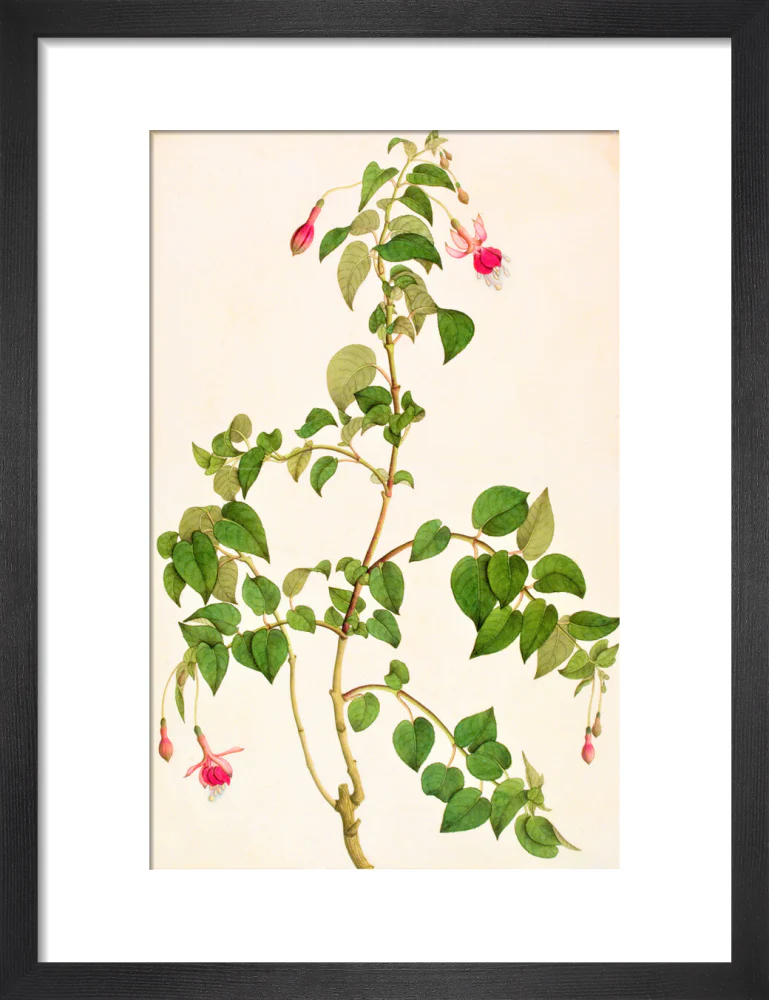 Fuschia - The Dapuri Collection - Image 3