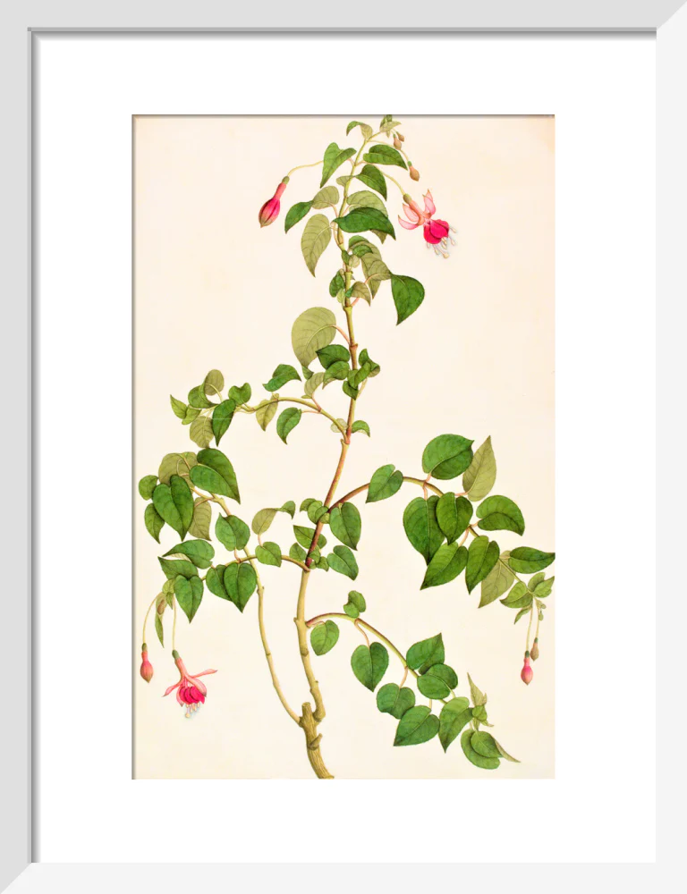 Fuschia - The Dapuri Collection - Image 4