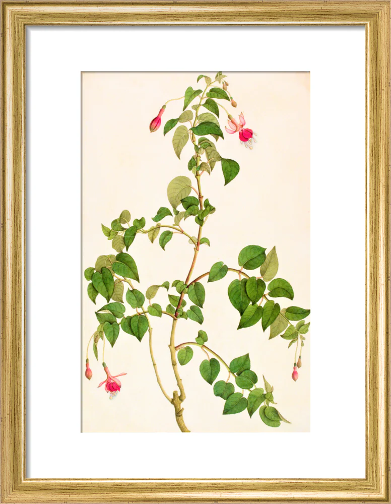 Fuschia - The Dapuri Collection - Image 5