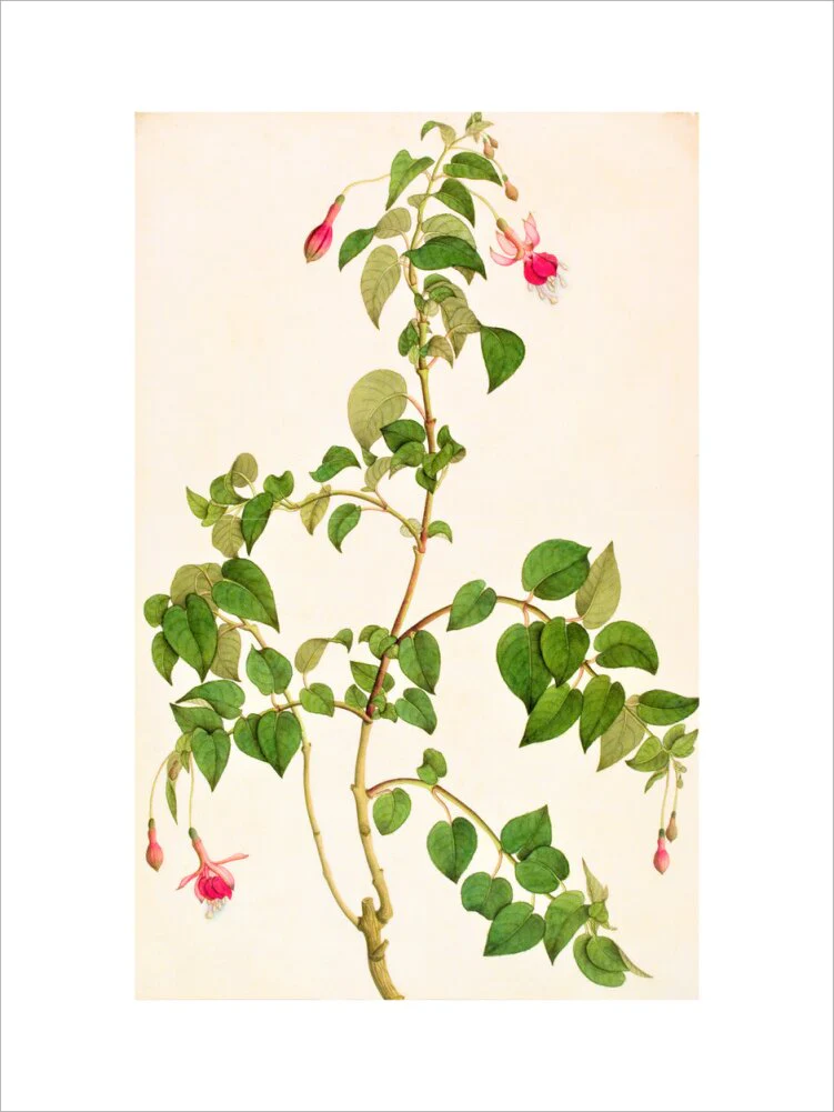 Fuschia - The Dapuri Collection - Image 7