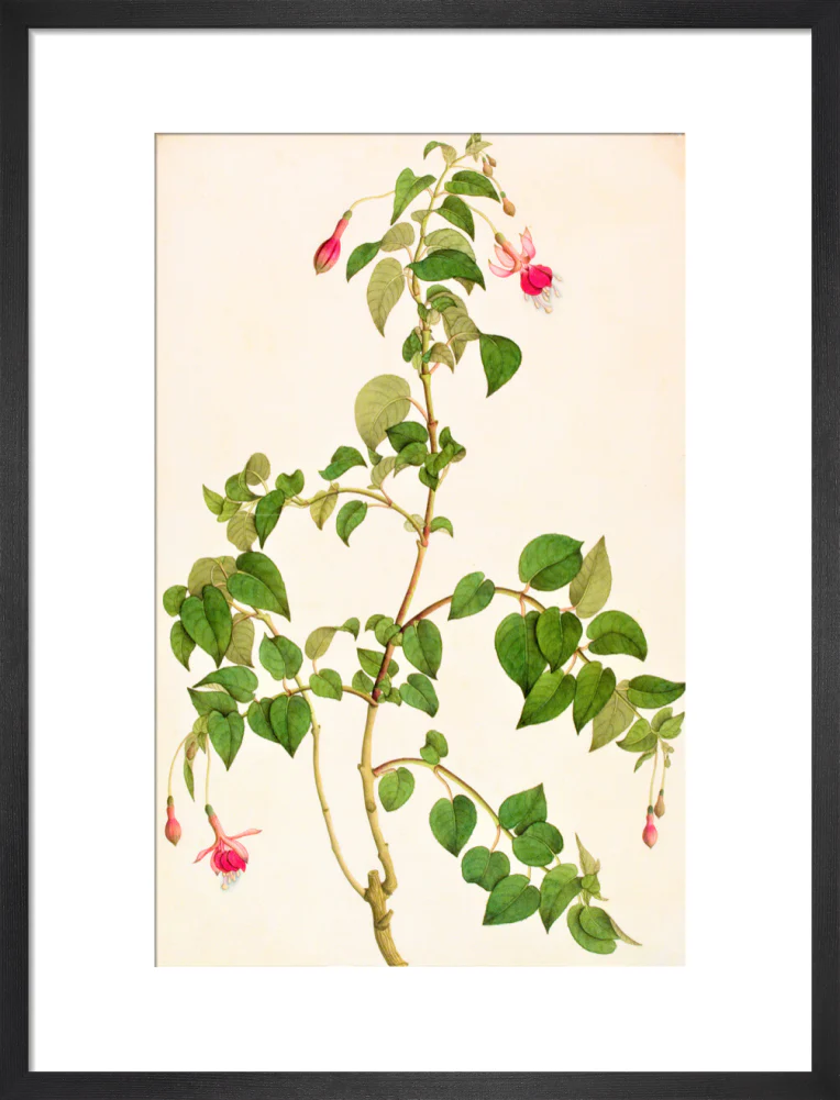 Fuschia - The Dapuri Collection - Image 8