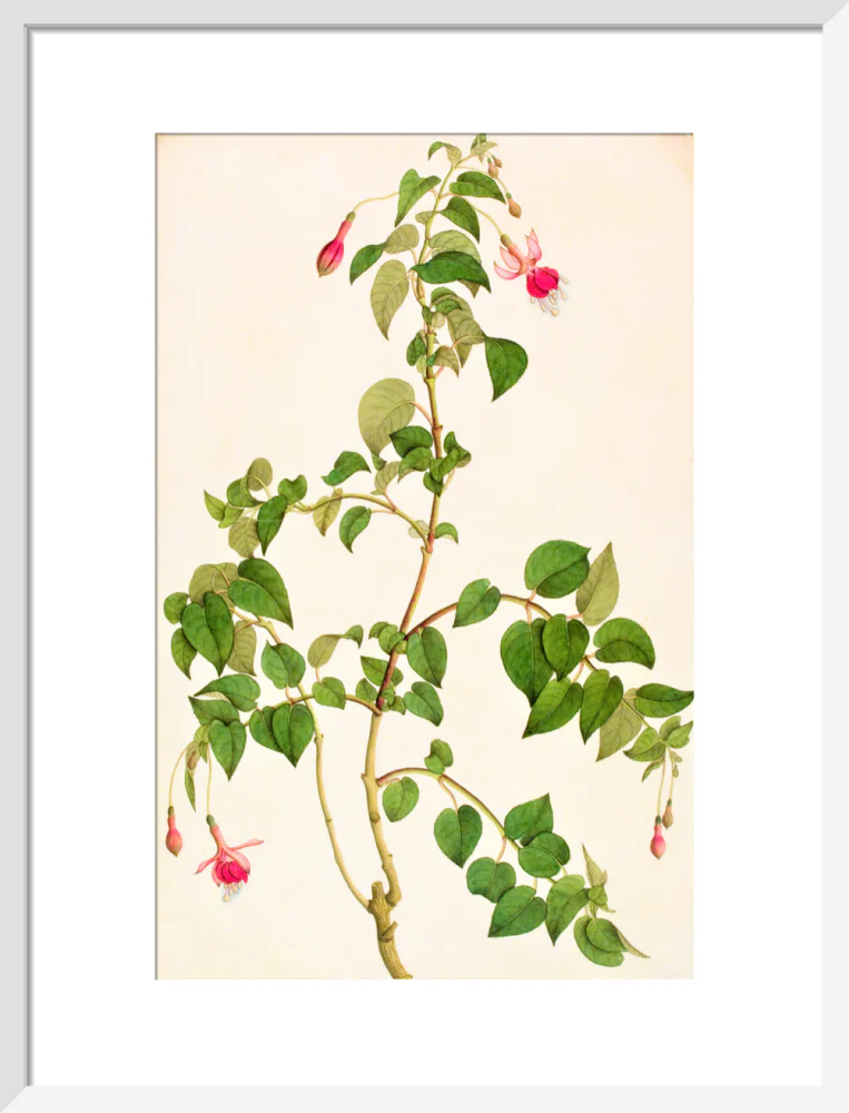 Fuschia - The Dapuri Collection - Image 9