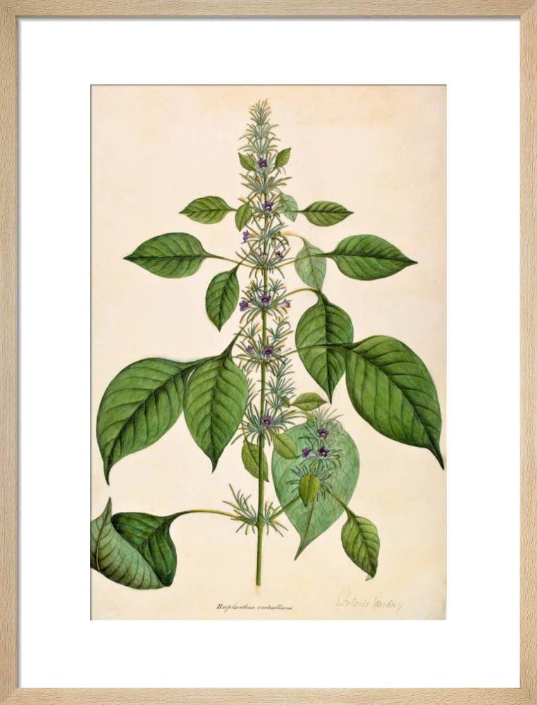 Haplanthodes Verticullatus - The Dapuri Collection - Image 11