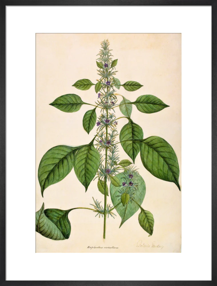 Haplanthodes Verticullatus - The Dapuri Collection - Image 13