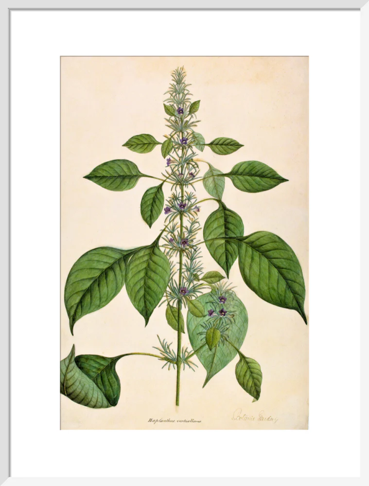 Haplanthodes Verticullatus - The Dapuri Collection - Image 14
