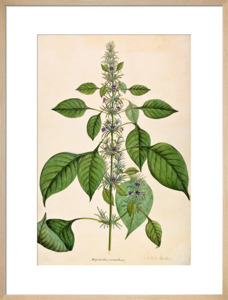 Haplanthodes Verticullatus - The Dapuri Collection - Image 16