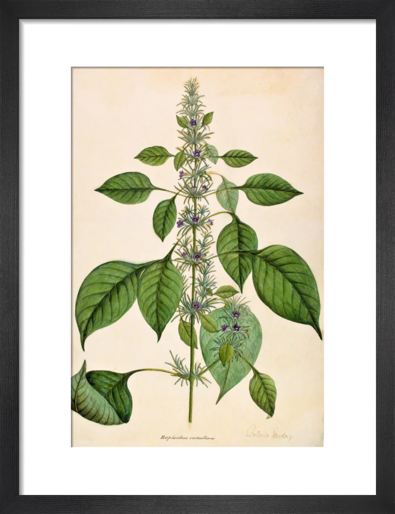 Haplanthodes Verticullatus - The Dapuri Collection - Image 3