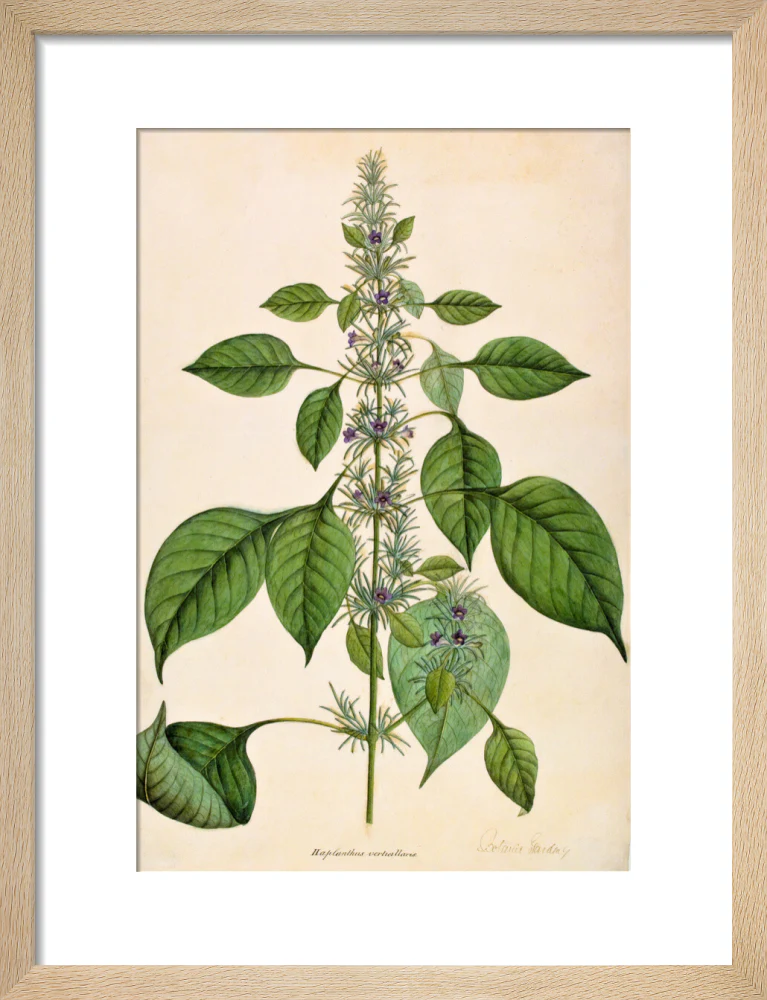 Haplanthodes Verticullatus - The Dapuri Collection - Image 6