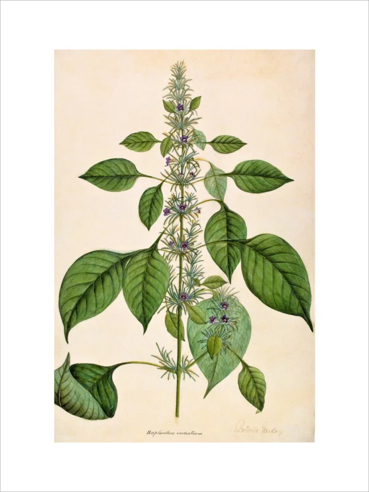 Haplanthodes Verticullatus - The Dapuri Collection - Image 7