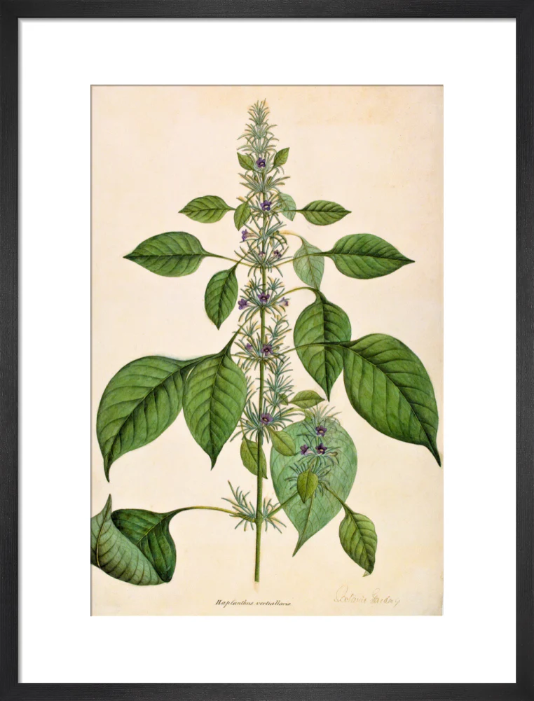 Haplanthodes Verticullatus - The Dapuri Collection - Image 8