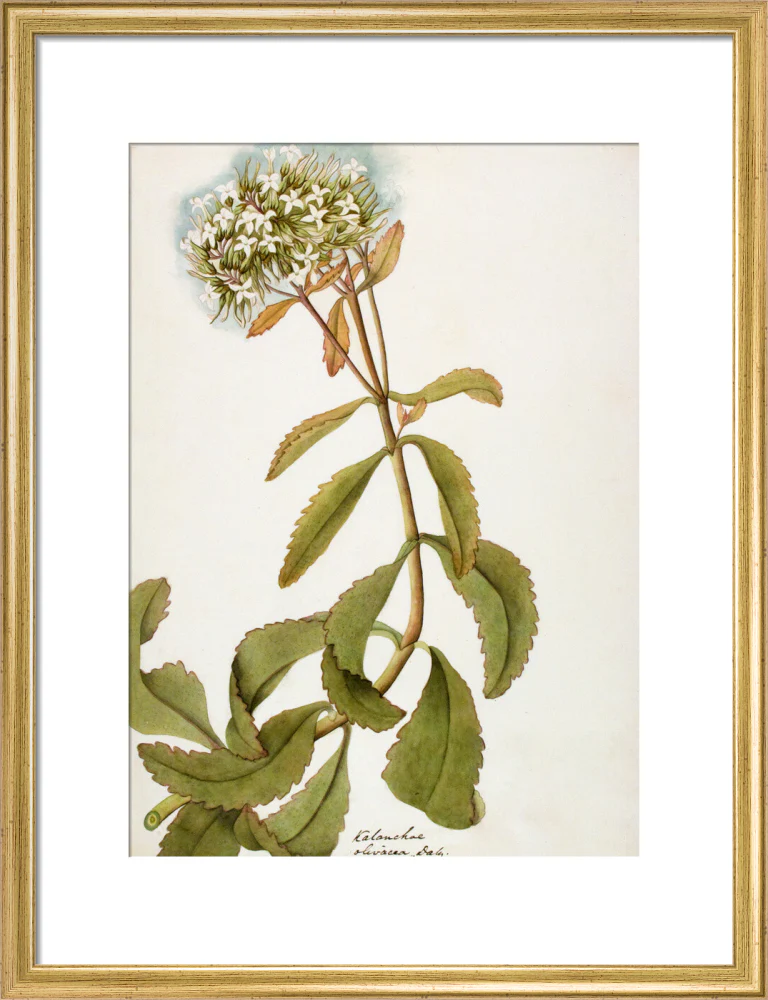 Kalanchoe Olivacea - The Dapuri Collection - Image 10