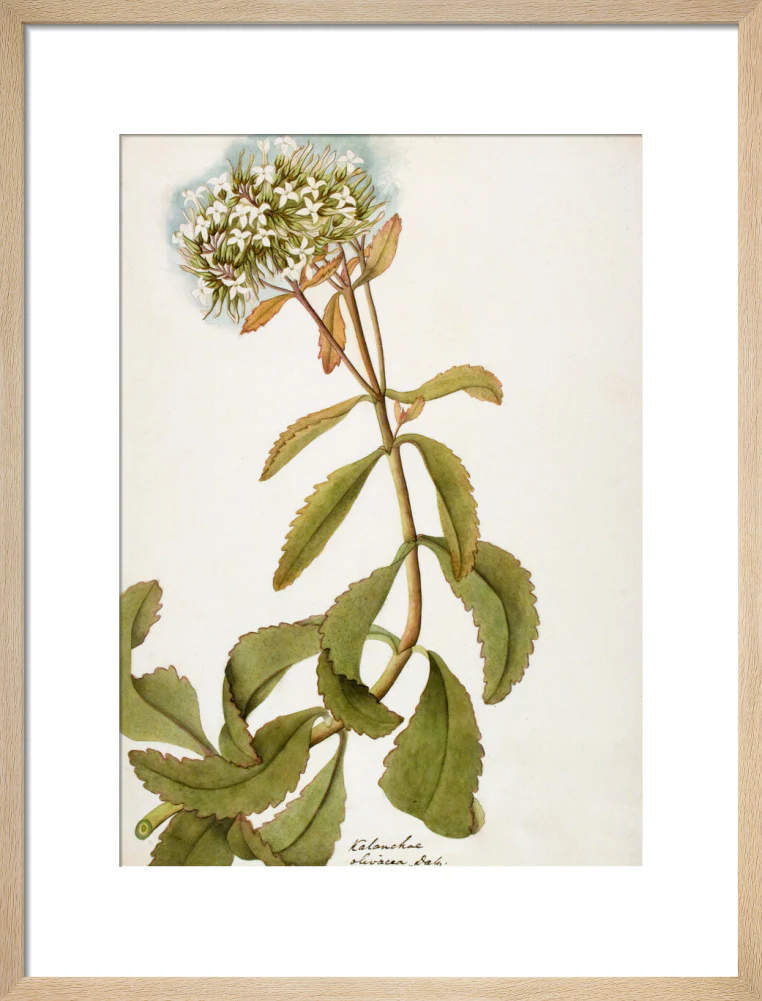Kalanchoe Olivacea - The Dapuri Collection - Image 11