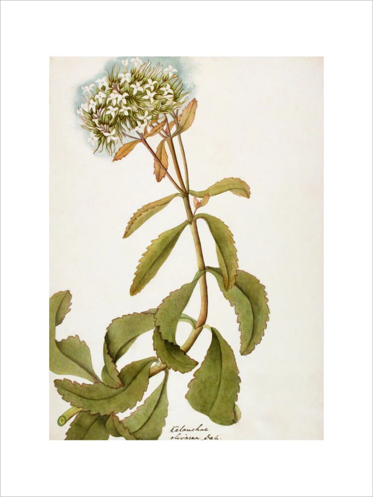 Kalanchoe Olivacea - The Dapuri Collection - Image 12