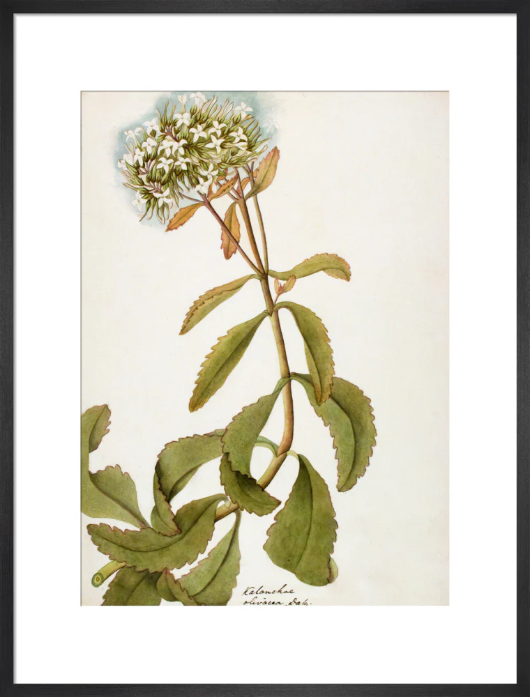 Kalanchoe Olivacea - The Dapuri Collection - Image 13