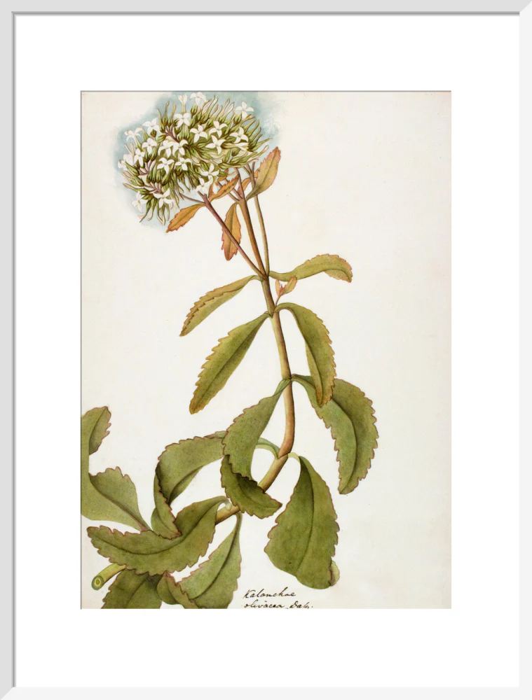 Kalanchoe Olivacea - The Dapuri Collection - Image 14
