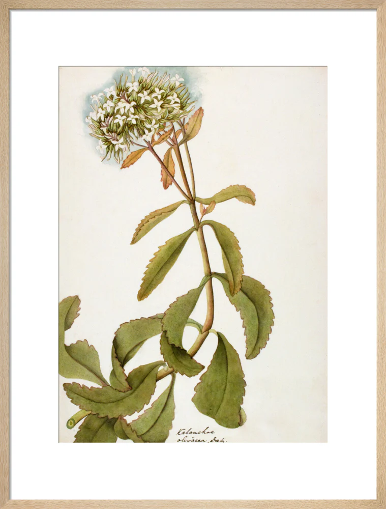 Kalanchoe Olivacea - The Dapuri Collection - Image 16