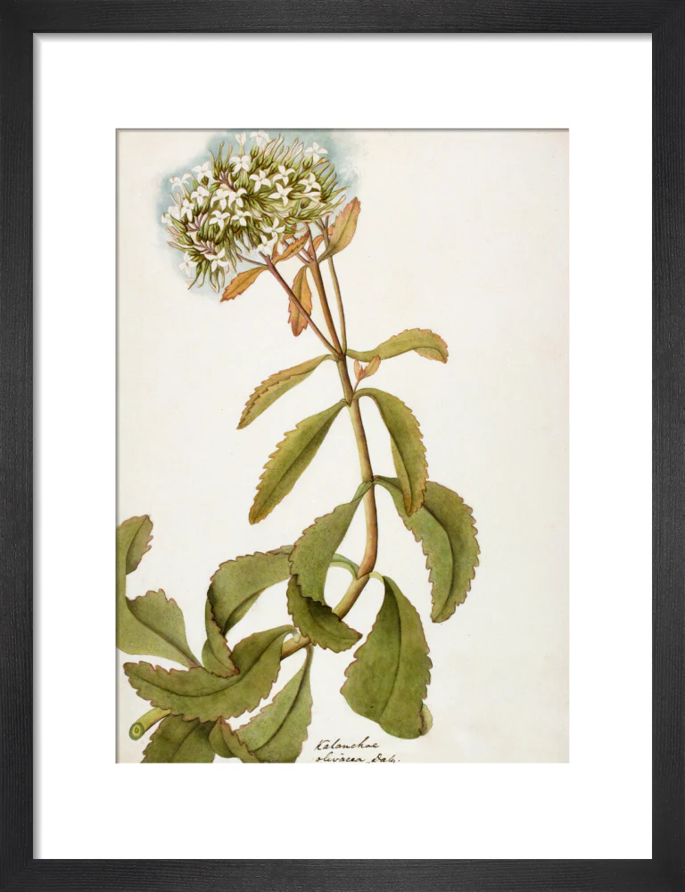 Kalanchoe Olivacea - The Dapuri Collection - Image 3