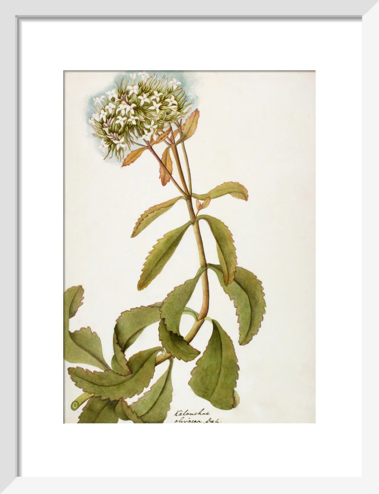 Kalanchoe Olivacea - The Dapuri Collection - Image 4