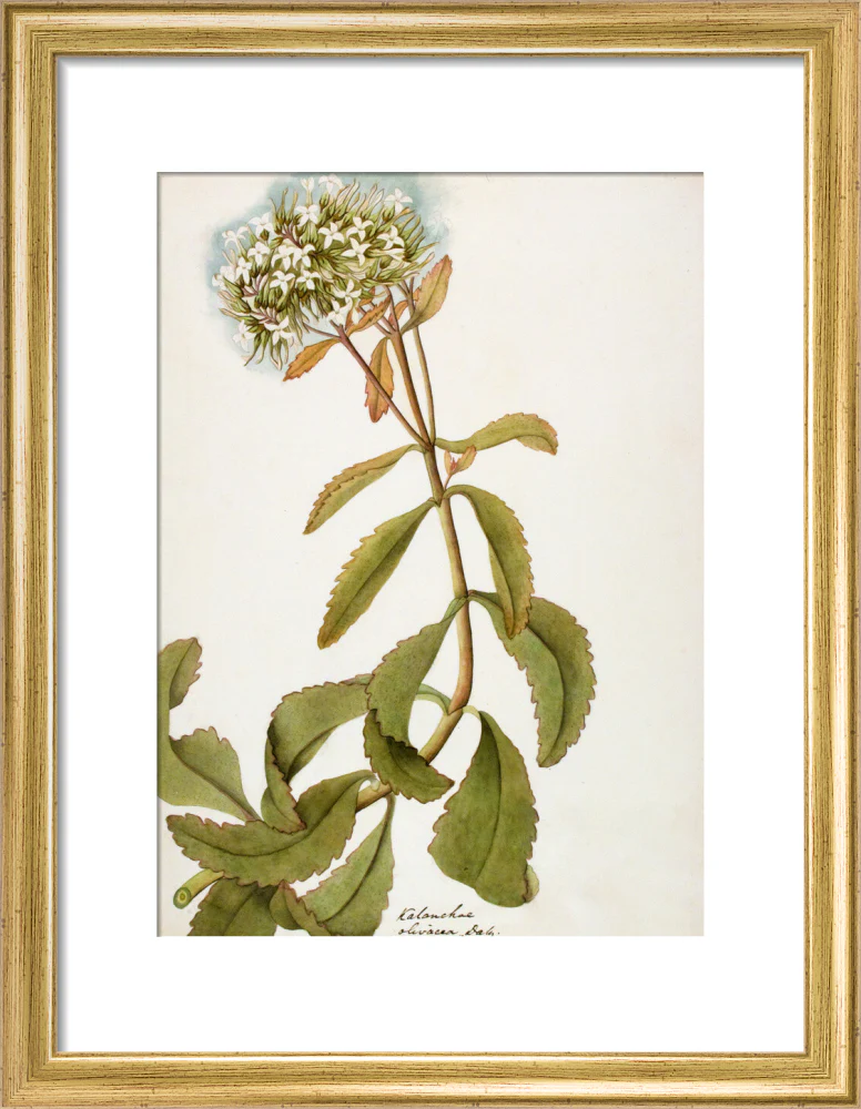 Kalanchoe Olivacea - The Dapuri Collection - Image 5