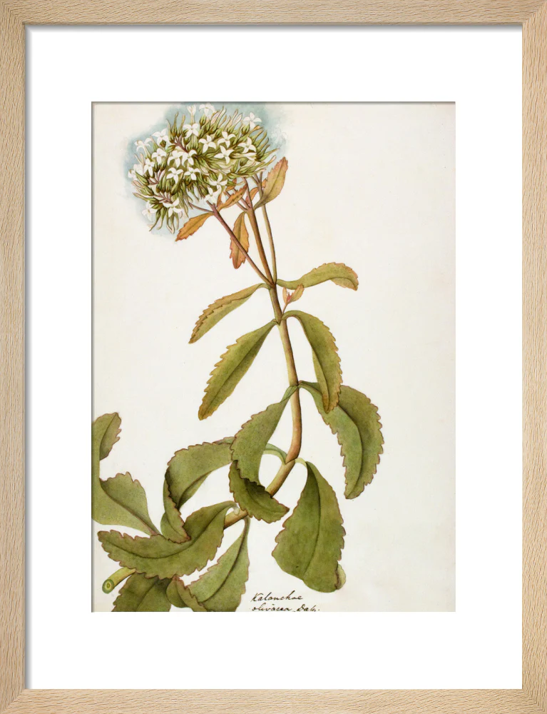 Kalanchoe Olivacea - The Dapuri Collection - Image 6