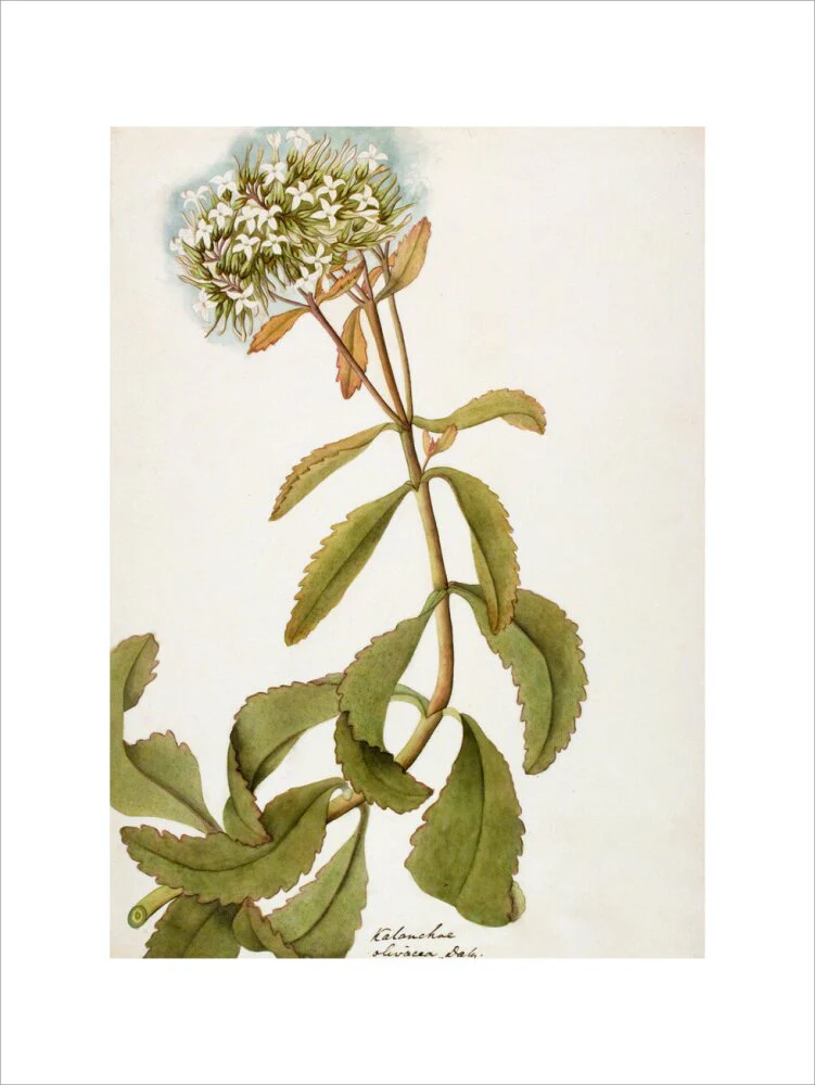 Kalanchoe Olivacea - The Dapuri Collection - Image 7