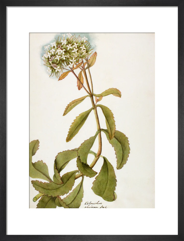 Kalanchoe Olivacea - The Dapuri Collection - Image 8