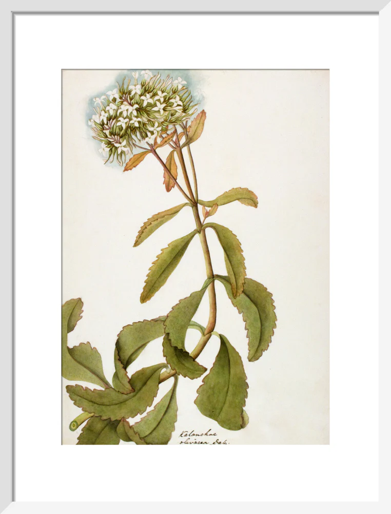 Kalanchoe Olivacea - The Dapuri Collection - Image 9