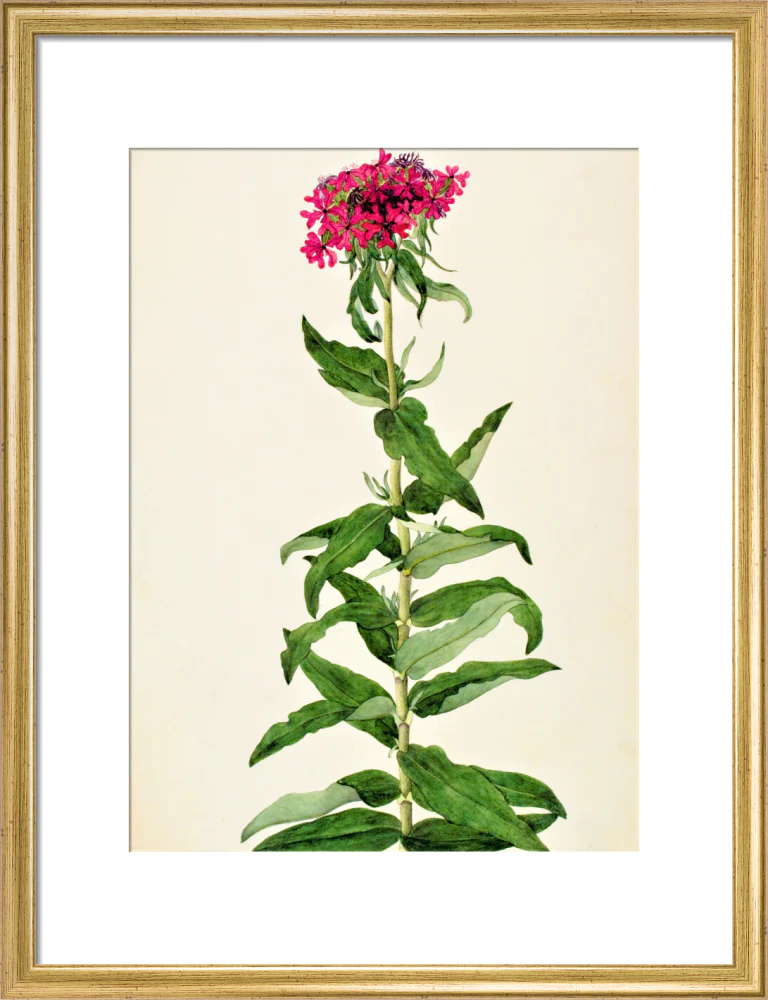 Lychnis Chalcedonica - The Dapuri Collection - Image 10