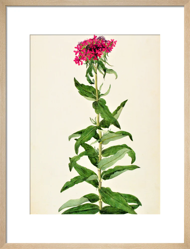 Lychnis Chalcedonica - The Dapuri Collection - Image 11