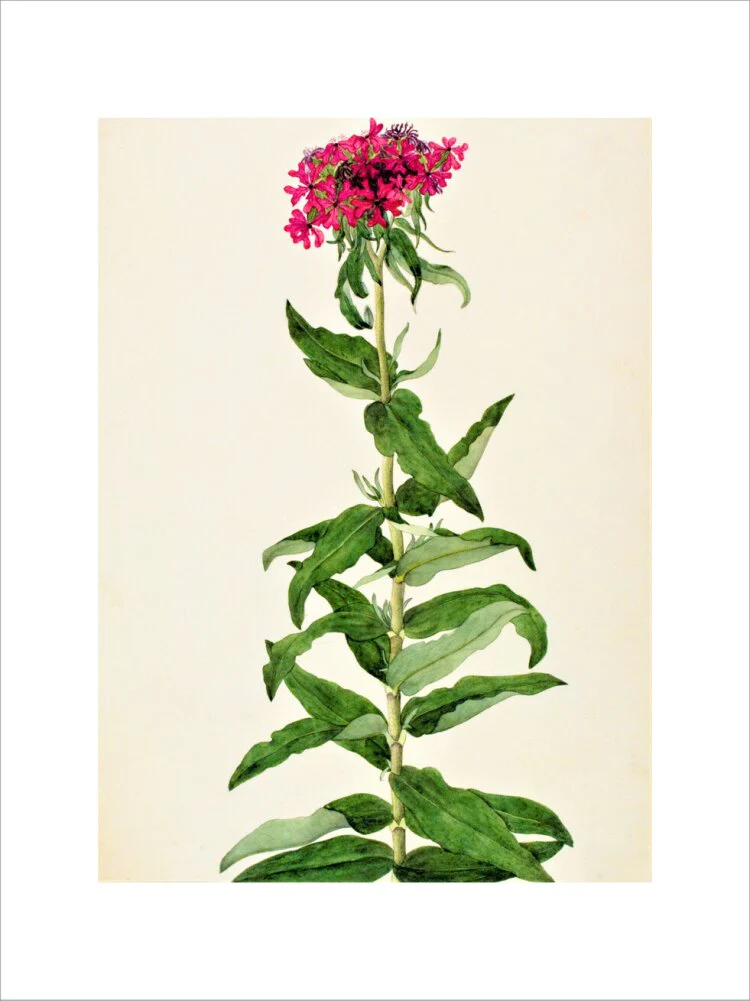 Lychnis Chalcedonica - The Dapuri Collection - Image 12