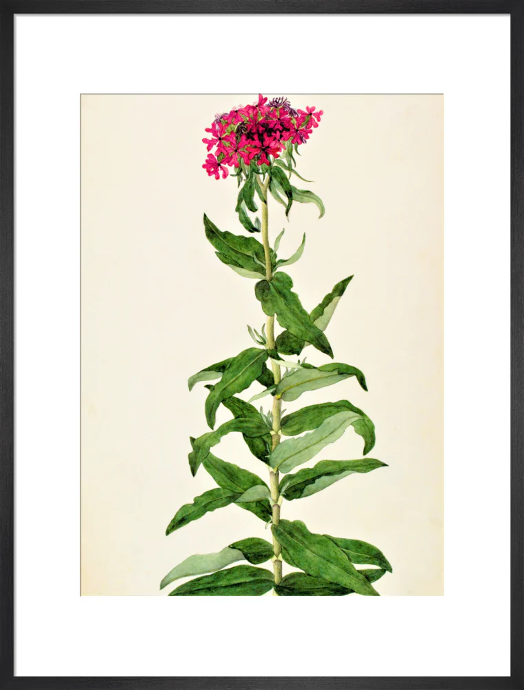 Lychnis Chalcedonica - The Dapuri Collection - Image 13