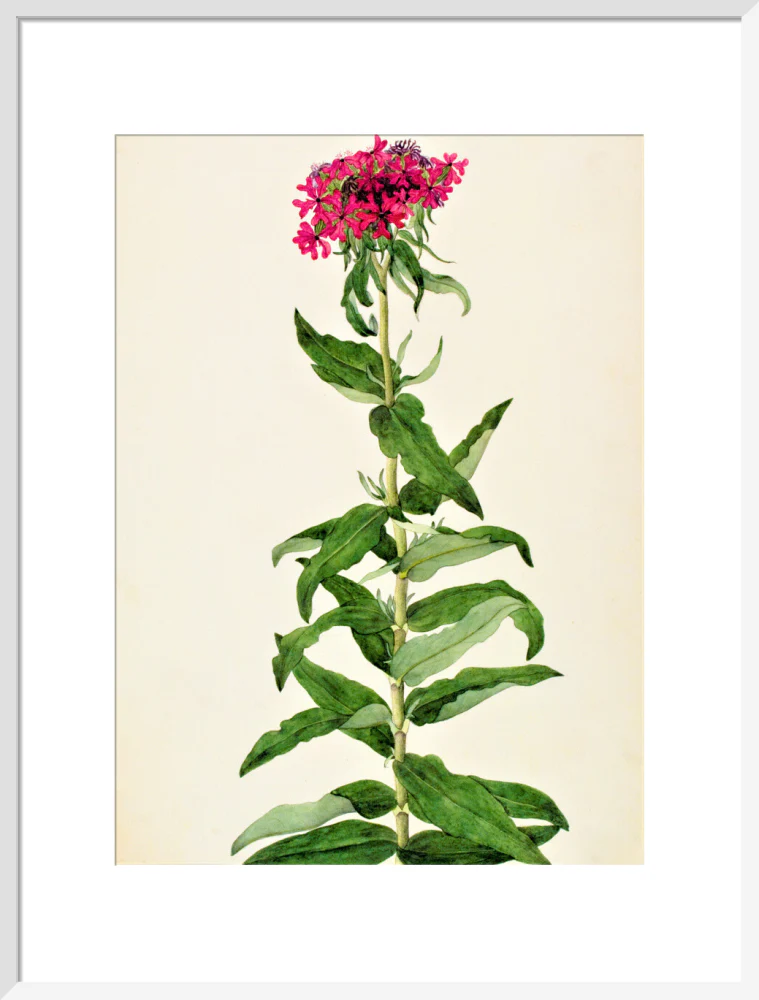 Lychnis Chalcedonica - The Dapuri Collection - Image 14