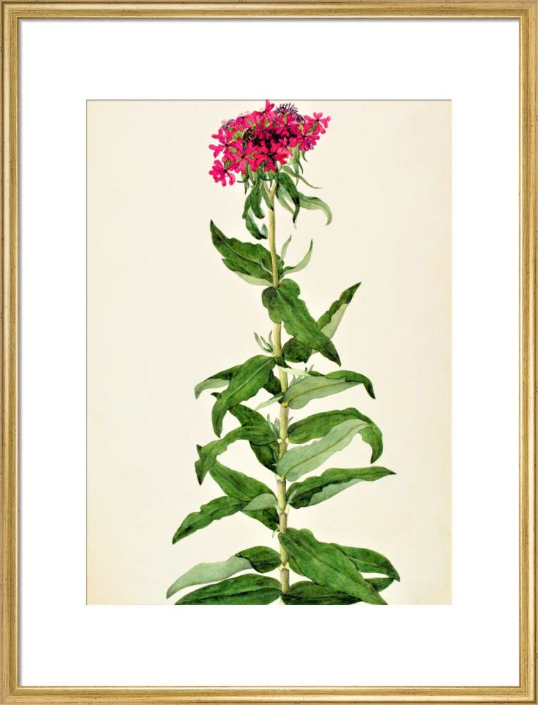 Lychnis Chalcedonica - The Dapuri Collection - Image 15