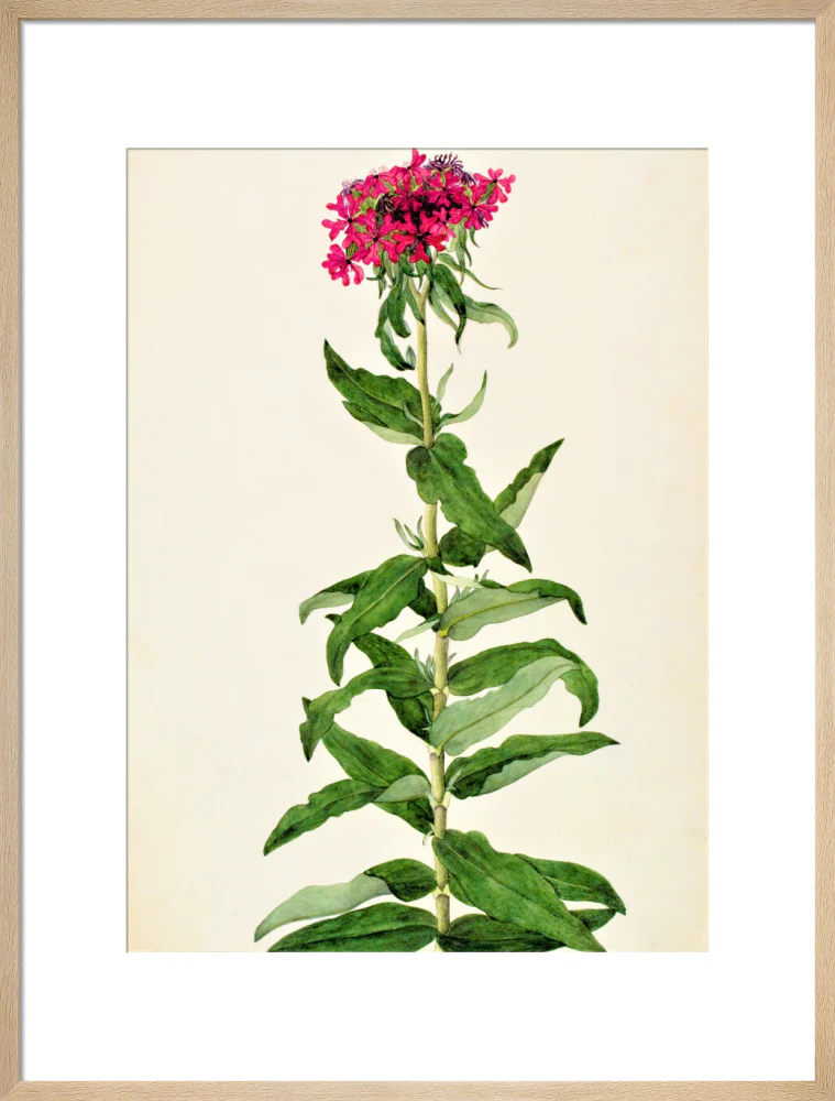Lychnis Chalcedonica - The Dapuri Collection - Image 16