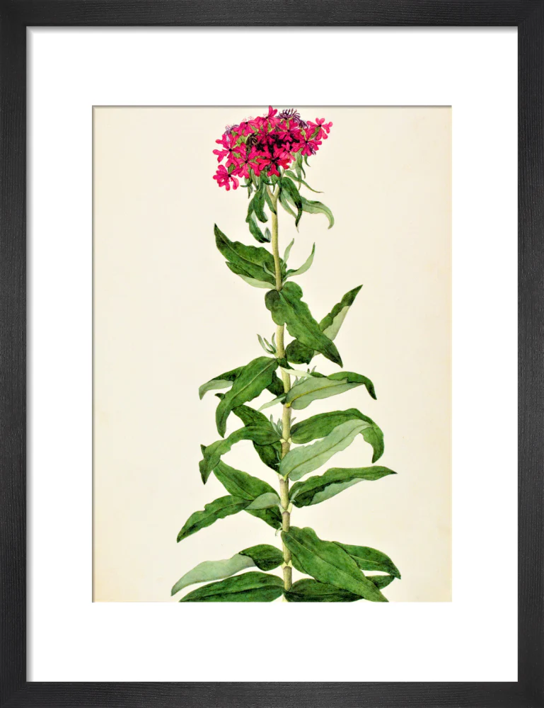 Lychnis Chalcedonica - The Dapuri Collection - Image 3