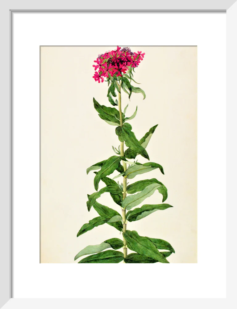 Lychnis Chalcedonica - The Dapuri Collection - Image 4